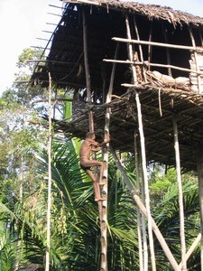 Papua-Korwai-kmen stromových lidí